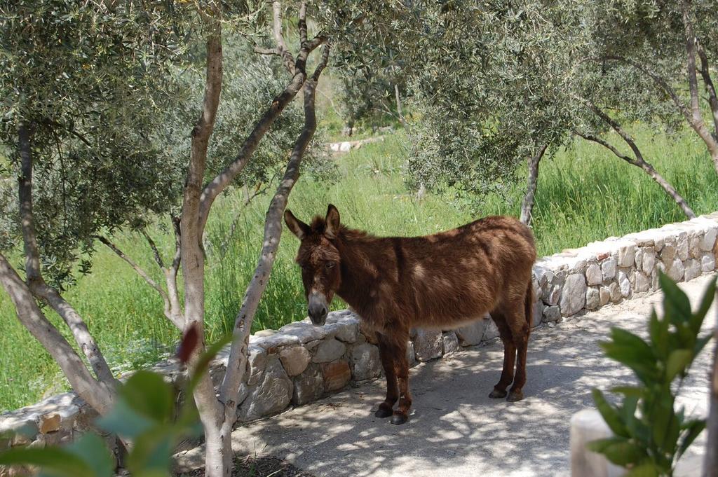 فندق Olympos Mitos المظهر الخارجي الصورة